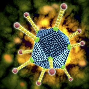 Microscopic view of the common cold virus