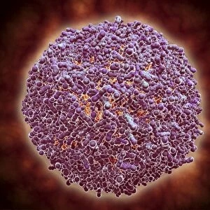 Microscopic view of Sindbis virus