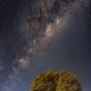 Milky Way and tree in moonlight, Parkes, Australia