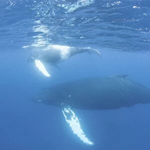 Mother and calf humpback whales swim just under the surface of the Caribbean Sea