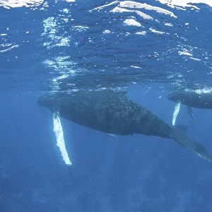 Mother and calf humpback whales swimming just under the surface