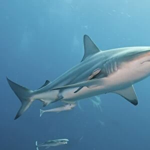 An oceanic blacktip shark with remora, South Africa