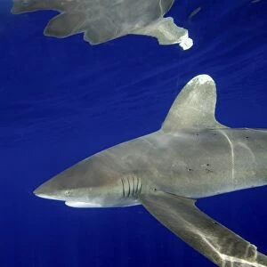 Oceanic whitetip shark with dorsal fin reflection