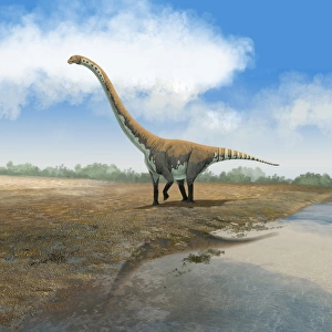 Omeisaurus tianfuensis, an Euhelopus auropod from the Jurassic period