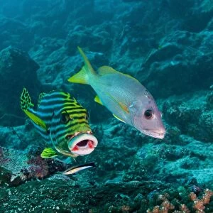 Oriental sweetlip and yellow snapper with a cleaner wrasse, Maldives