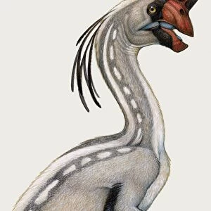 Oviraptor, a small dinosaur that lived during the Cretaceous period