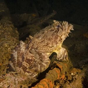 An oyster toadfish sitting inside the USS Indra shipwreck