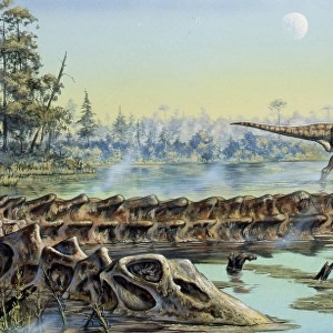 A pair of Allosaurus dinosaurs explore the remains of a Diplodocus carcass