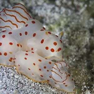 A pair of Ceylon nudibranchs mating on a sandy slope