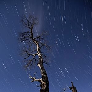 A partially burned tree backdropped against star trails