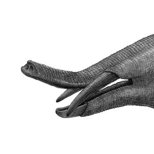 Pencil drawing of Gomphotherium
