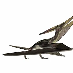Pteranodon flying reptile
