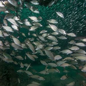 A school of Tomtate and Glass Minnows inside the shipwreck Liberty, Panama City, Florida