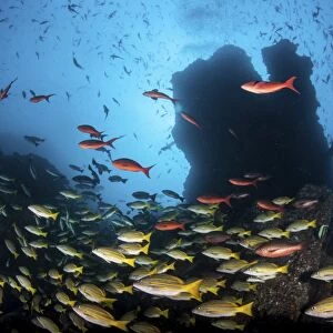 Schooling fish swim over a rocky reef near Cocos Island, Costa Rica
