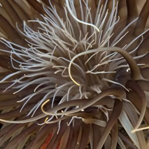 Sea Anemone on sea floor of Atlantic Ocean