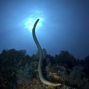 Sea krait snake, Great Barrier Reef, Australia