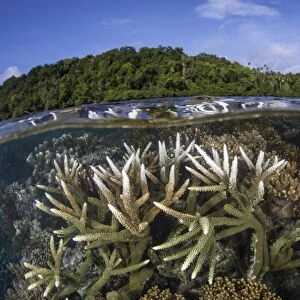 A slightly bleached staghorn coral colony in the Solomon Islands