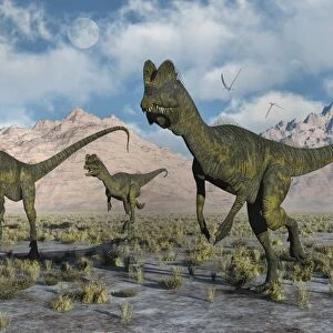 A small pack of Dilophosaurus dinosaurs during Earths Jurassic period