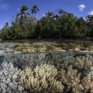Soft leather corals grow in the shallow waters in the Solomon Islands