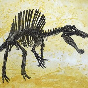 Spinosaurus dinosaur skeleton