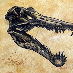 Spinosaurus dinosaur skull