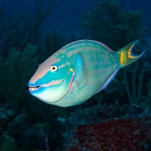 Stoplight Parrotfish on Caribbean reef