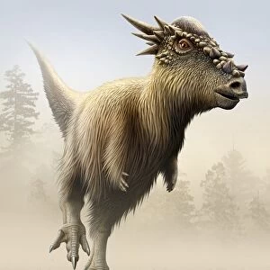 Stygimoloch, a genus of pachycephalosaurid from the Cretaceous period