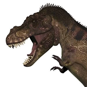 T-rex dinosaur head on white background