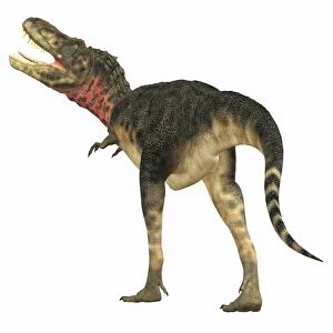 Tarbosaurus dinosaur, rear view