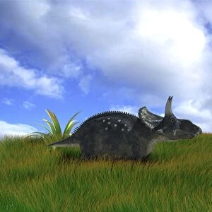 Triceratops walking across prehistoric grasslands