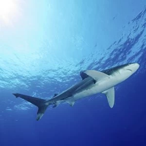 Underside of an oceanic whitetip shark