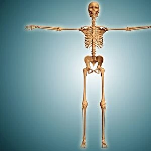 Front view of human skeletal system
