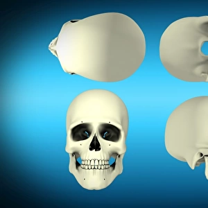 View of human skull from different angles