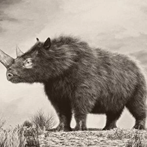 The woolly rhinoceros is an extinct species from the Pleistocene epoch