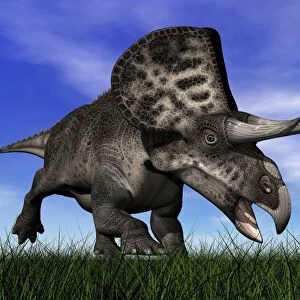 Zuniceratops dinosaur running in the grass
