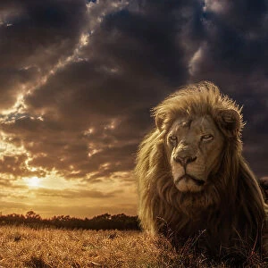 Adventures on Savannah - The Lion King