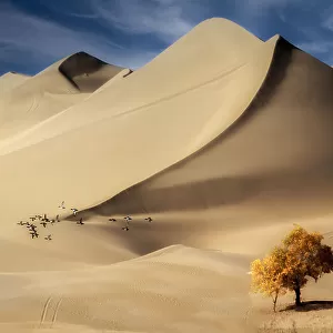 沙漠与胡杨Desert and Populus euphratica