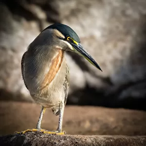 Herons Collection: Striated Heron