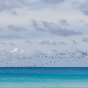 Birds at the sea