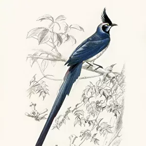 Crows And Jays Collection: Black Throated Magpie Jay