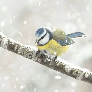 blue tit in a snowstorm