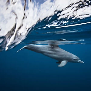 Bottlenose dolphin / Turciops Aduncus