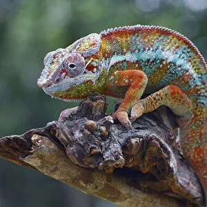 Chameleon panther on a tree