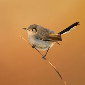 Gnatcatchers Collection: Related Images