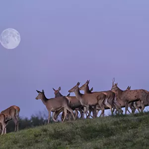 The Deers and the moon