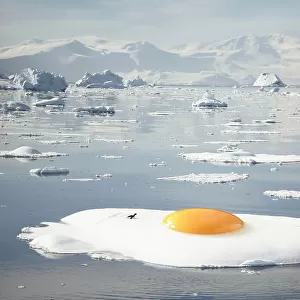 Egg-berg - Arctic Egg Sunny Side Up