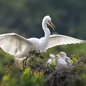 Egret family