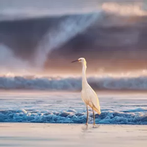 Herons Collection: Snowy Egret