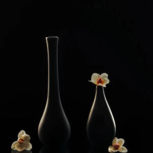 Elegant orchid
