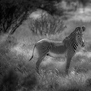 The endangered Grevy Zebra